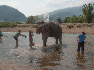 Ele/volunteer bath. (photo credit Cat Ghislaine Garber)