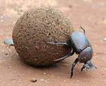 When the dung is too much for the beetle.
