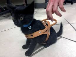 Not Sadi, she refused to pose in a harness... said it was too S & M for her tastes.