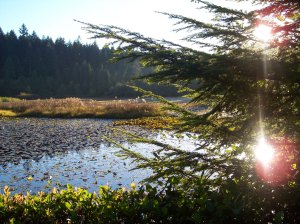 Beaver Lake, Stanley Park photo credit: Bobanny