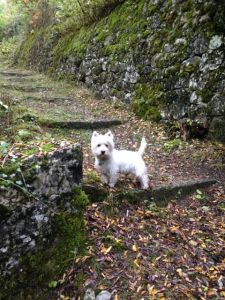 Pud: "Did you say TREAT?!, I'm sure I heard treat!"